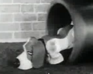 Flashback: Gaylord the Pup